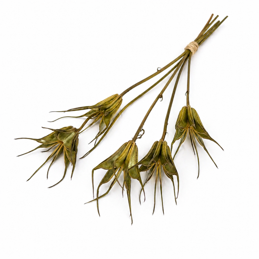 Nigella | Natur