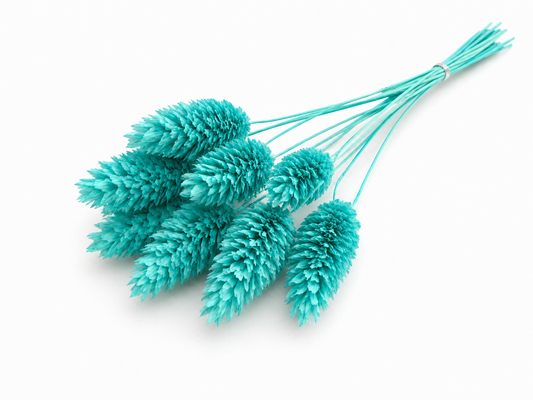 Phalaris | Aquablau