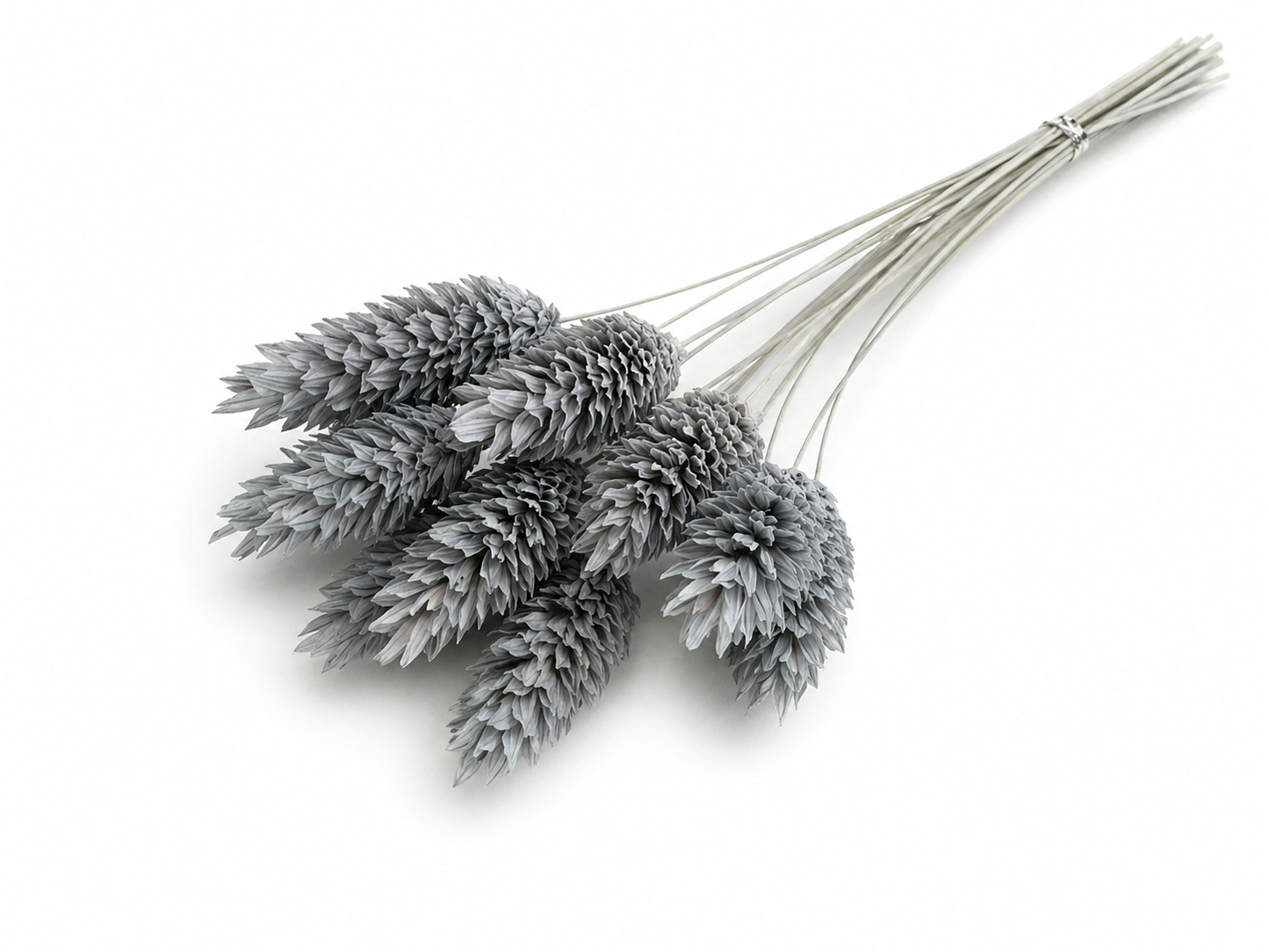 Phalaris | Graublau
