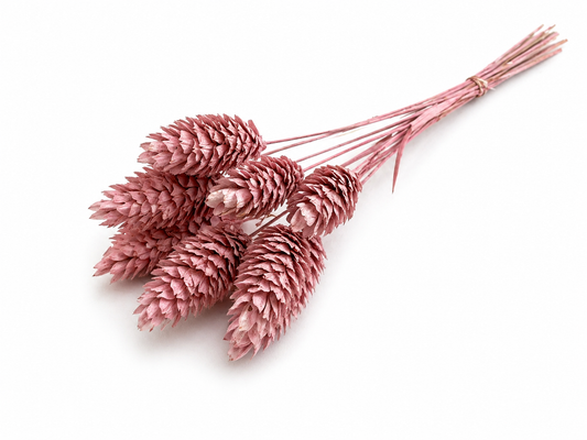 Phalaris | Puderrosa