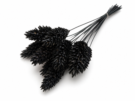 Phalaris | Schwarz