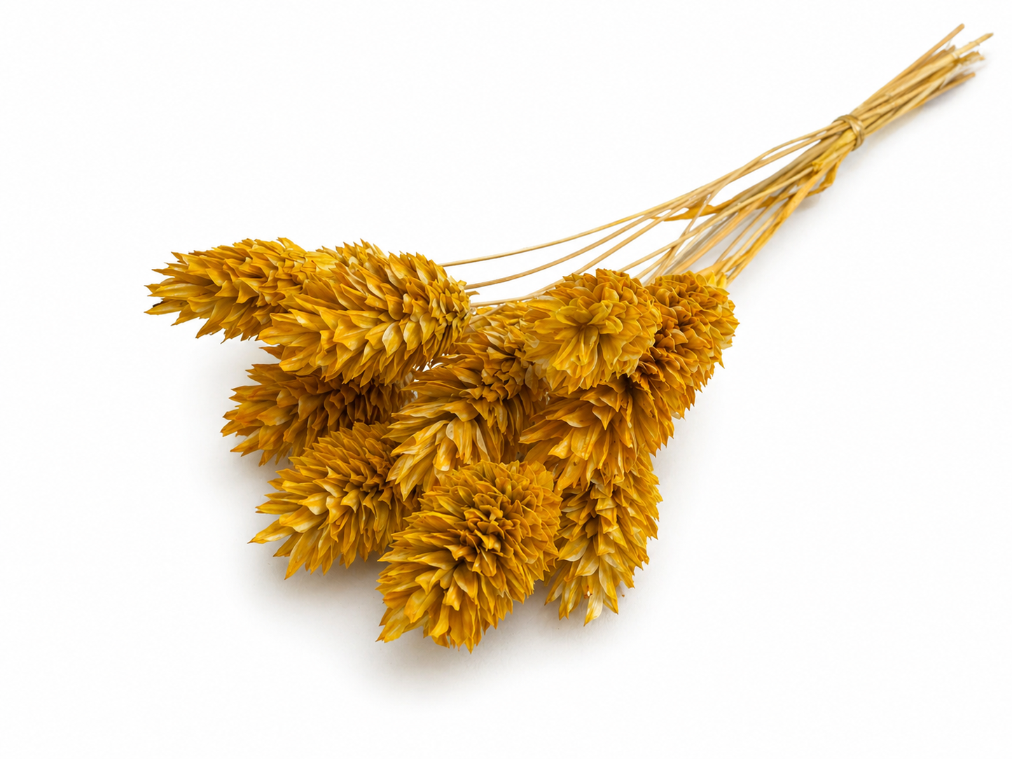 Phalaris | Senfgelb