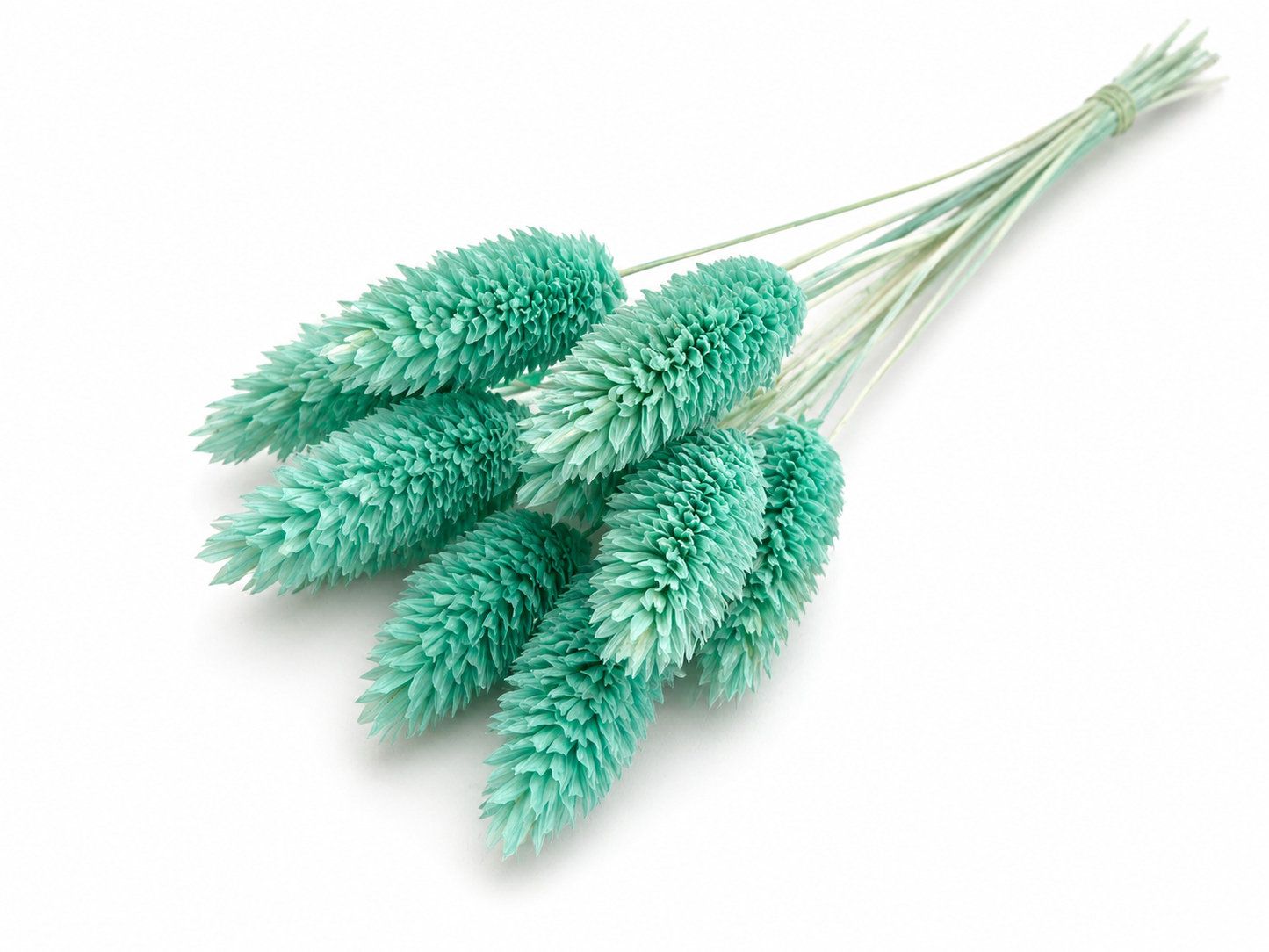 Phalaris | Türkis