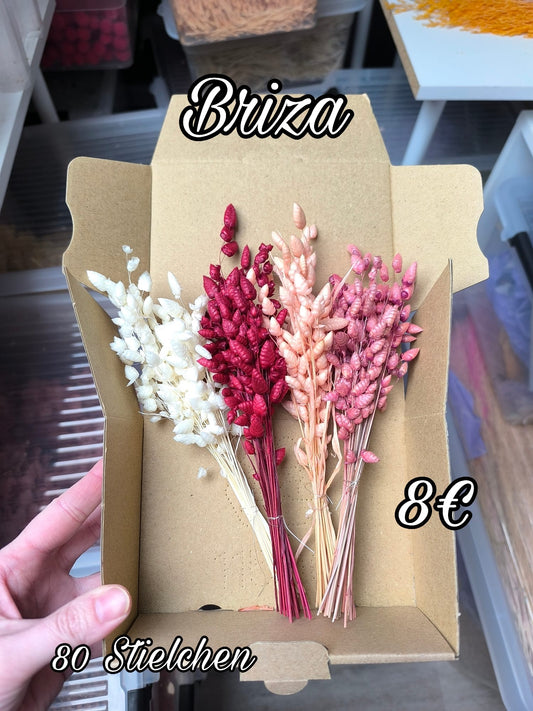 Box: Briza