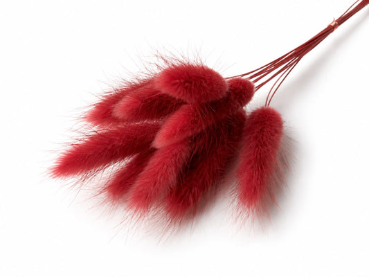 Lagurus | Cranberry
