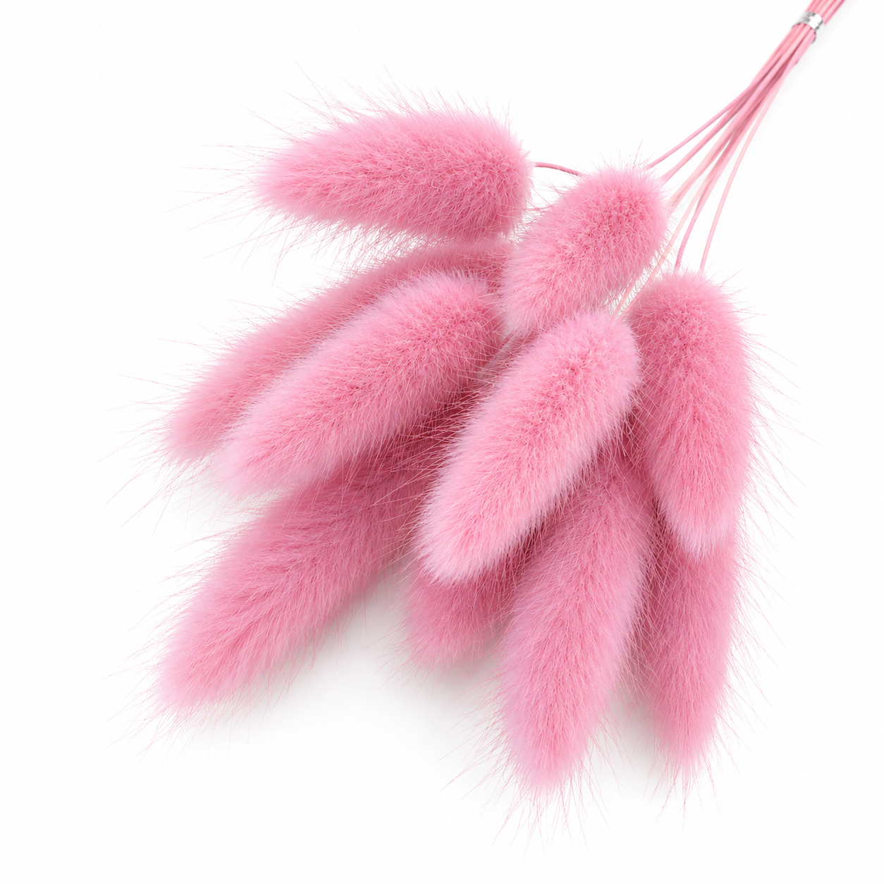 Lagurus | Rosy