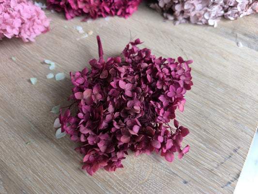 Hortensien Mauve