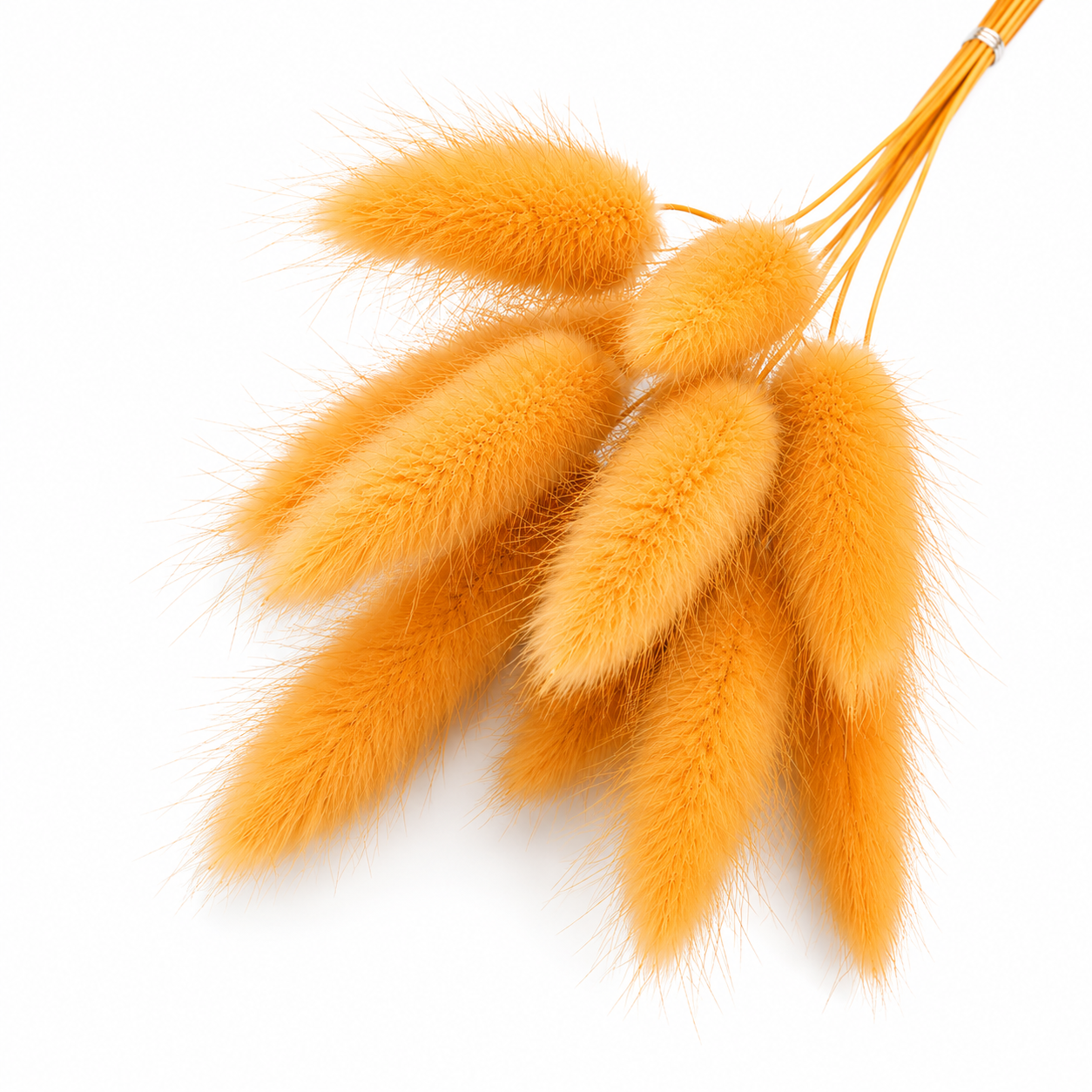 Lagurus | Mango