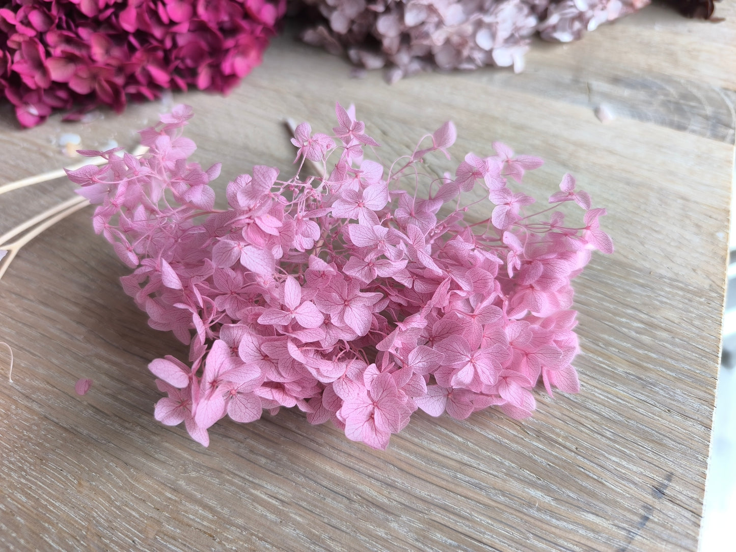 Hortensien Rosa-Pink